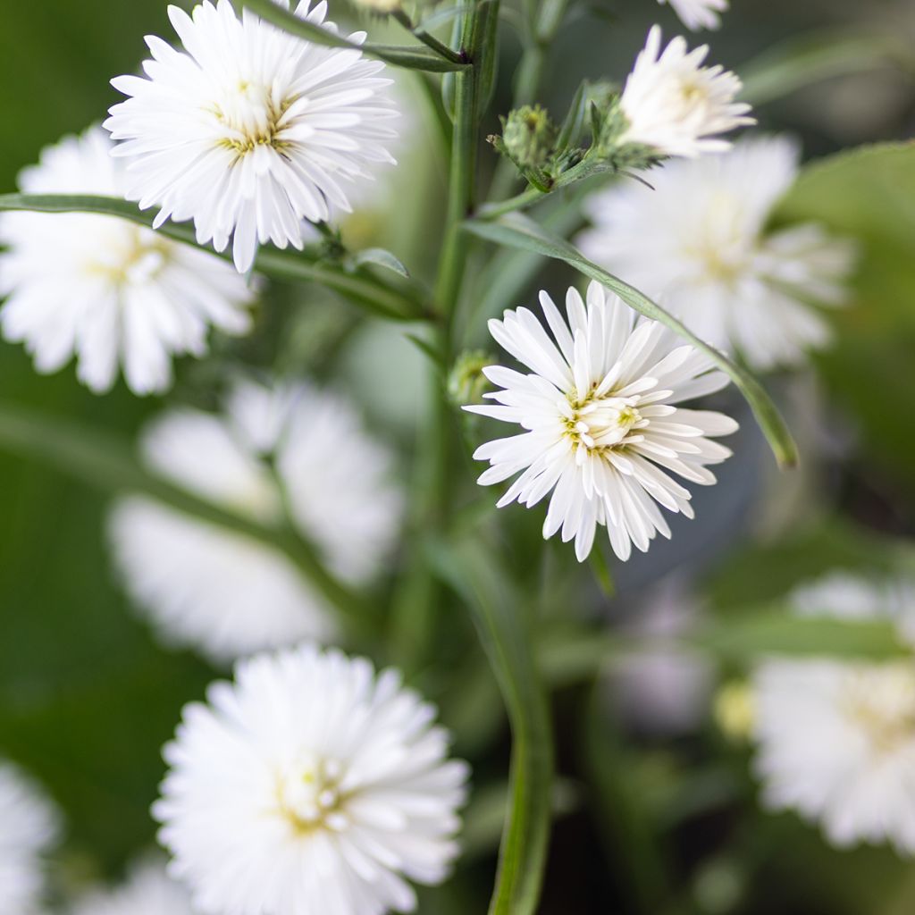 Aster novi-belgii White Lady - Nieuw-Nederlandse aster