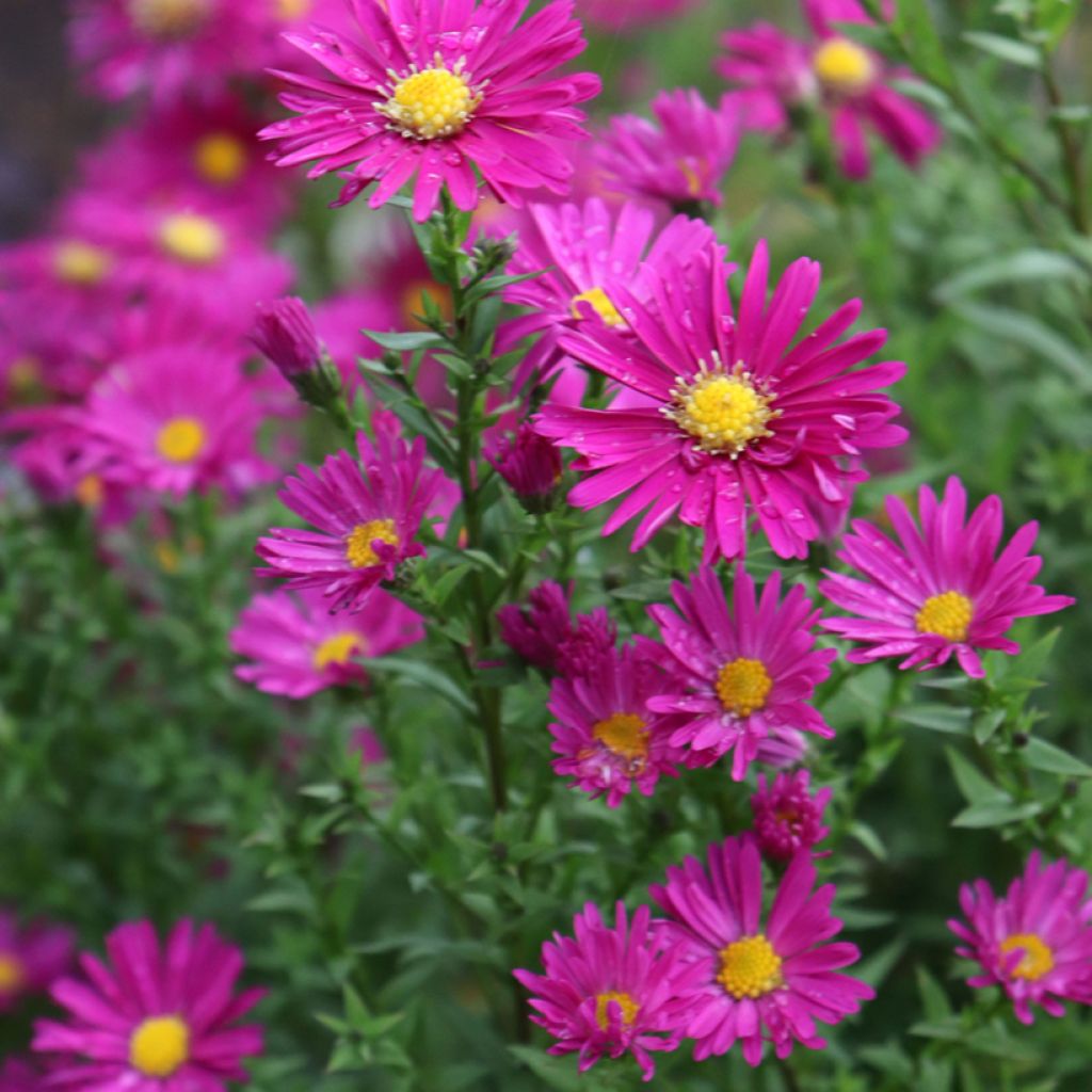 Aster novi-belgii Winston S. Churchill - Nieuw-Nederlandse aster