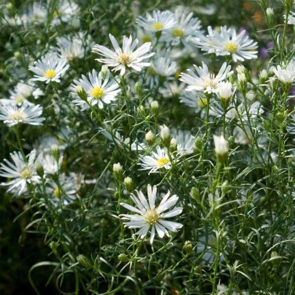 Aster ericoides pringlei Monte Cassino - Septemberkruid