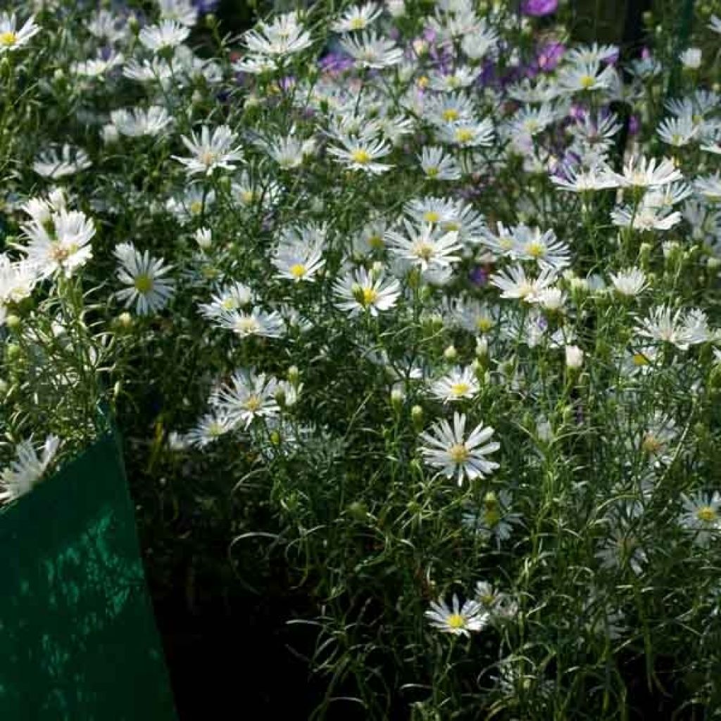 Aster ericoides pringlei Monte Cassino - Septemberkruid