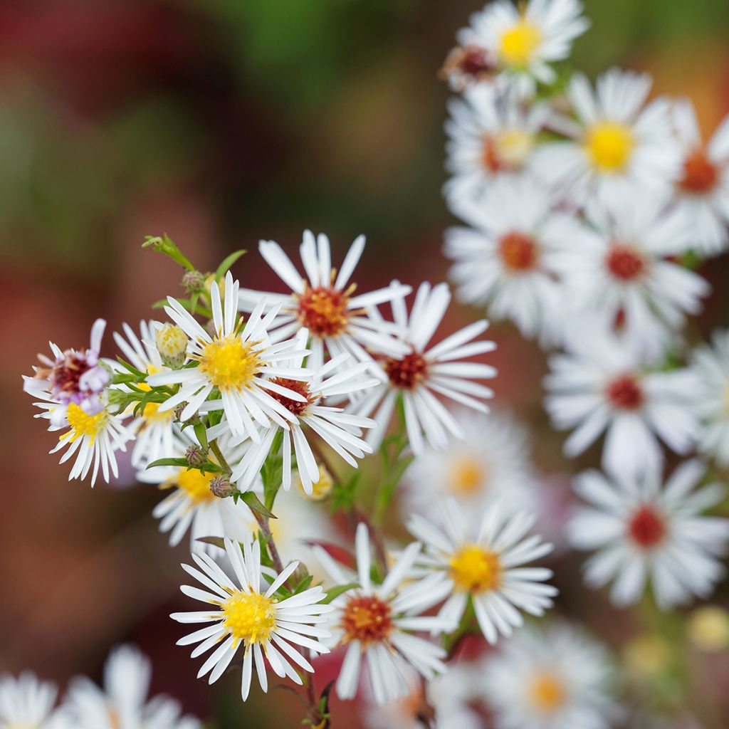Aster ericoides pringlei Monte Cassino - Septemberkruid