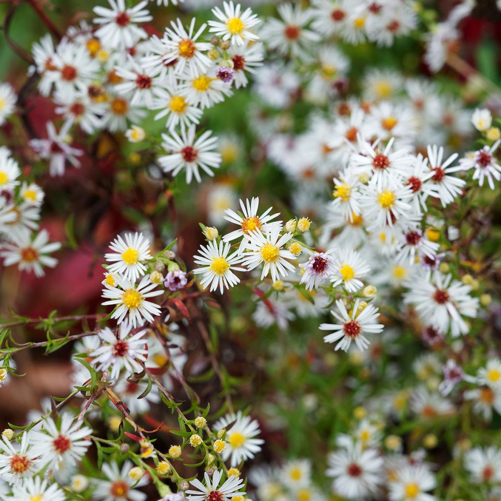 Aster ericoides pringlei Monte Cassino - Septemberkruid
