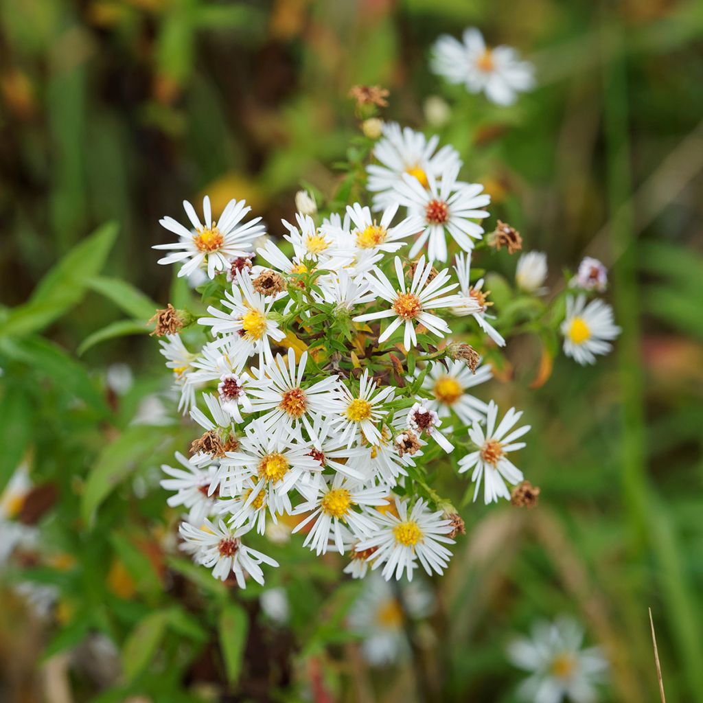Aster ericoides pringlei Monte Cassino - Septemberkruid