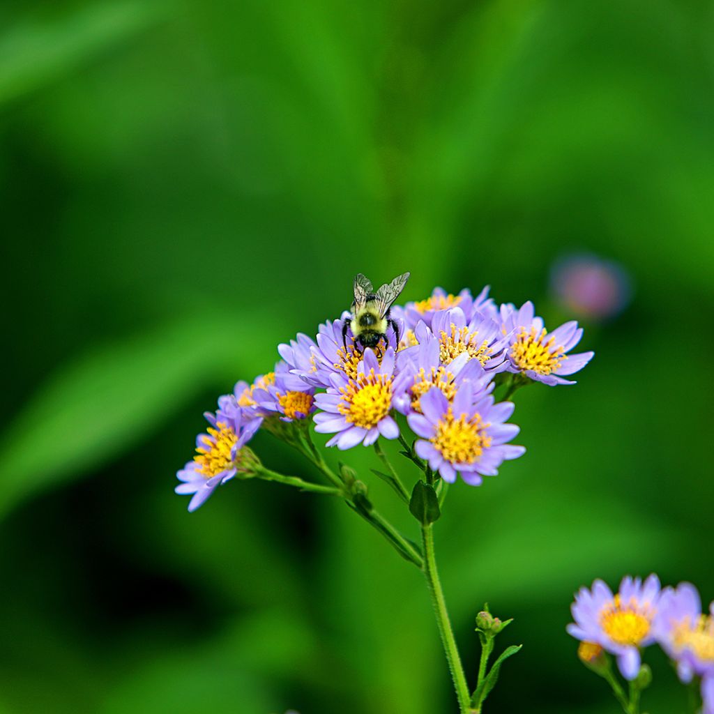Aster tataricus Jindai - Siberische herfstaster