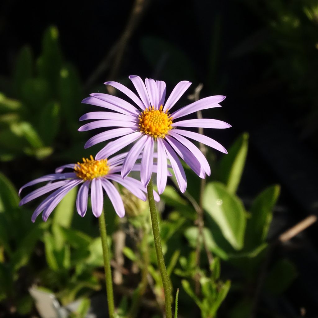 Aster tongolensis Berggarten - Herfstaster