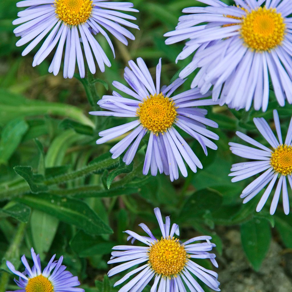 Aster tongolensis Wartburgstern - Herfstaster