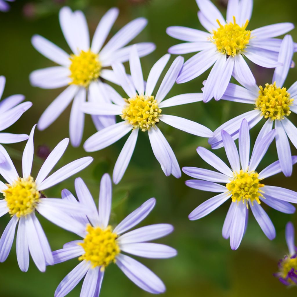 Aster ageratoides Adustus Nanus - Japanse dwergaster
