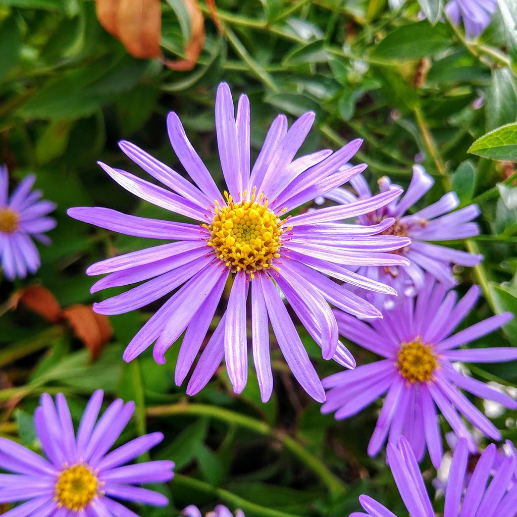 Aster thomsonii - Herfstaster