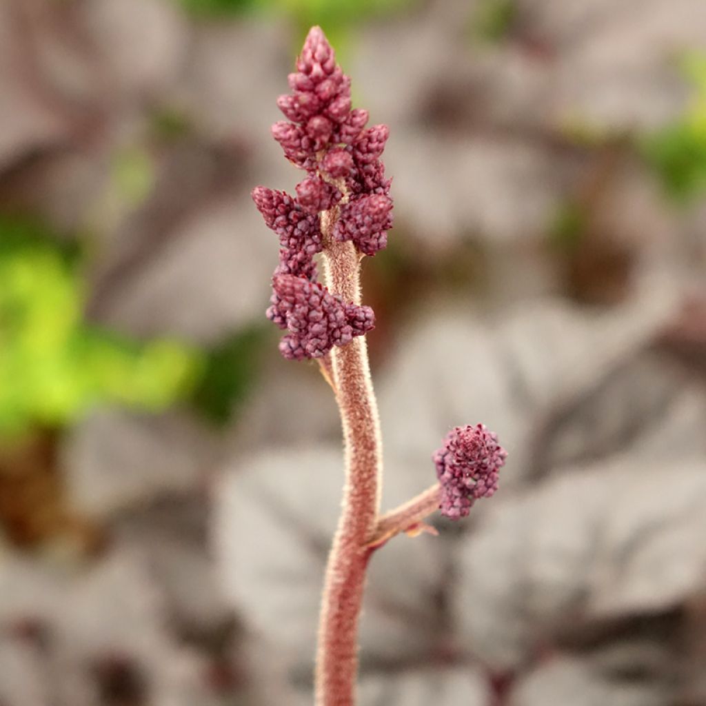 Astilbe Darkside Of The Moon - Pluimspirea