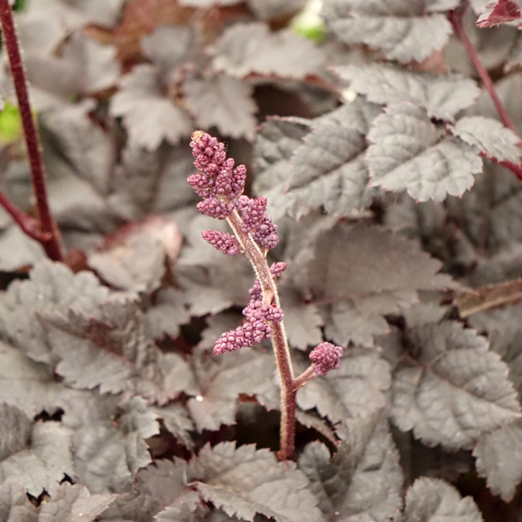 Astilbe Darkside Of The Moon - Pluimspirea