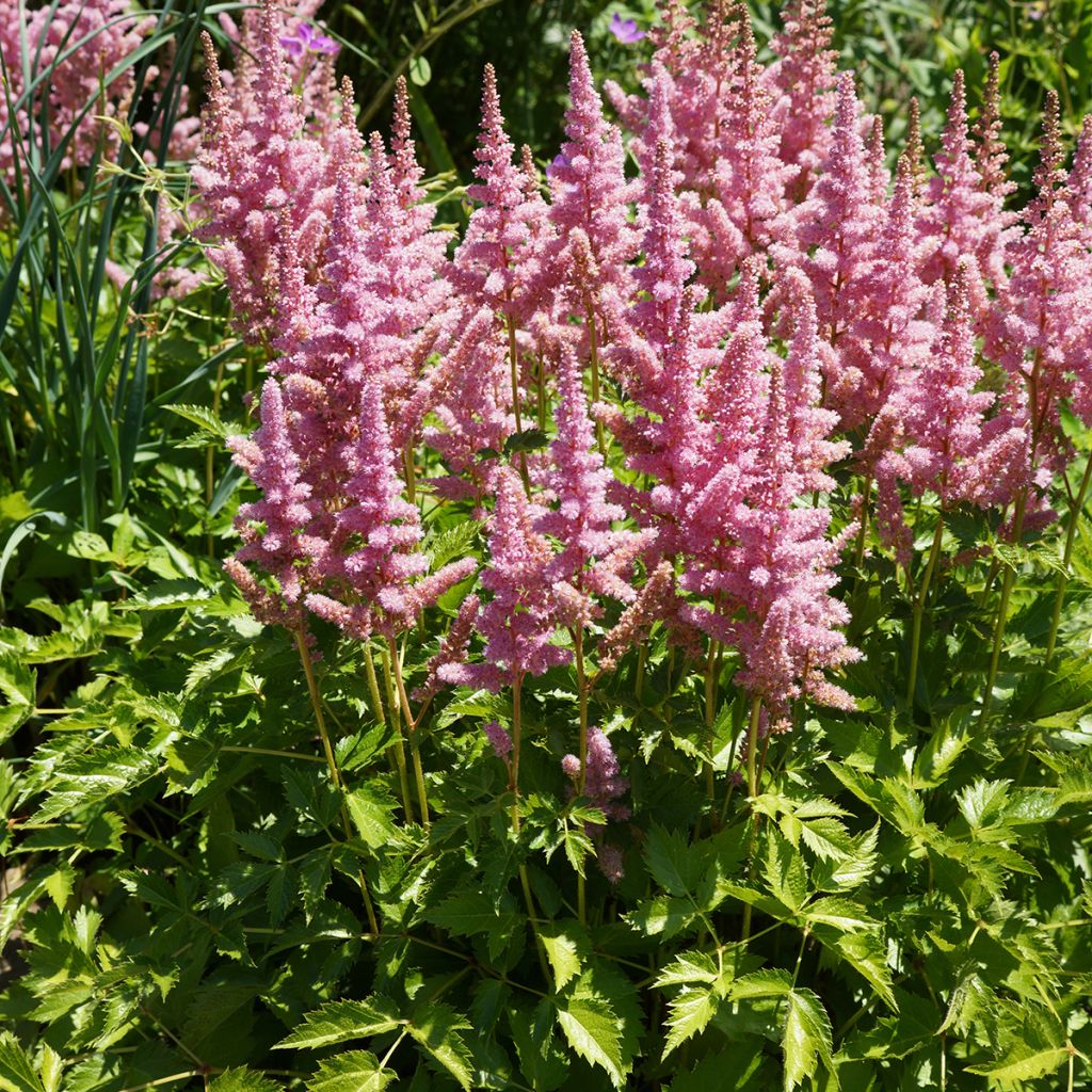 Astilbe Vision in Pink - Pluimspirea