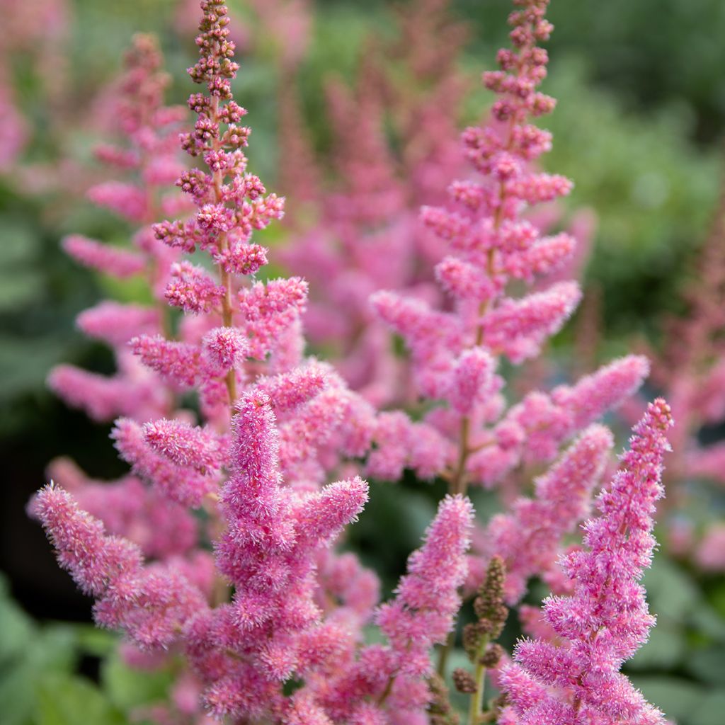 Astilbe Vision in Pink - Pluimspirea