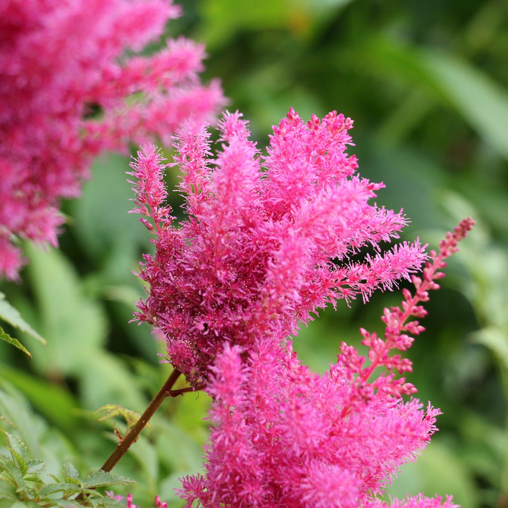 Astilbe Vision in Pink - Pluimspirea