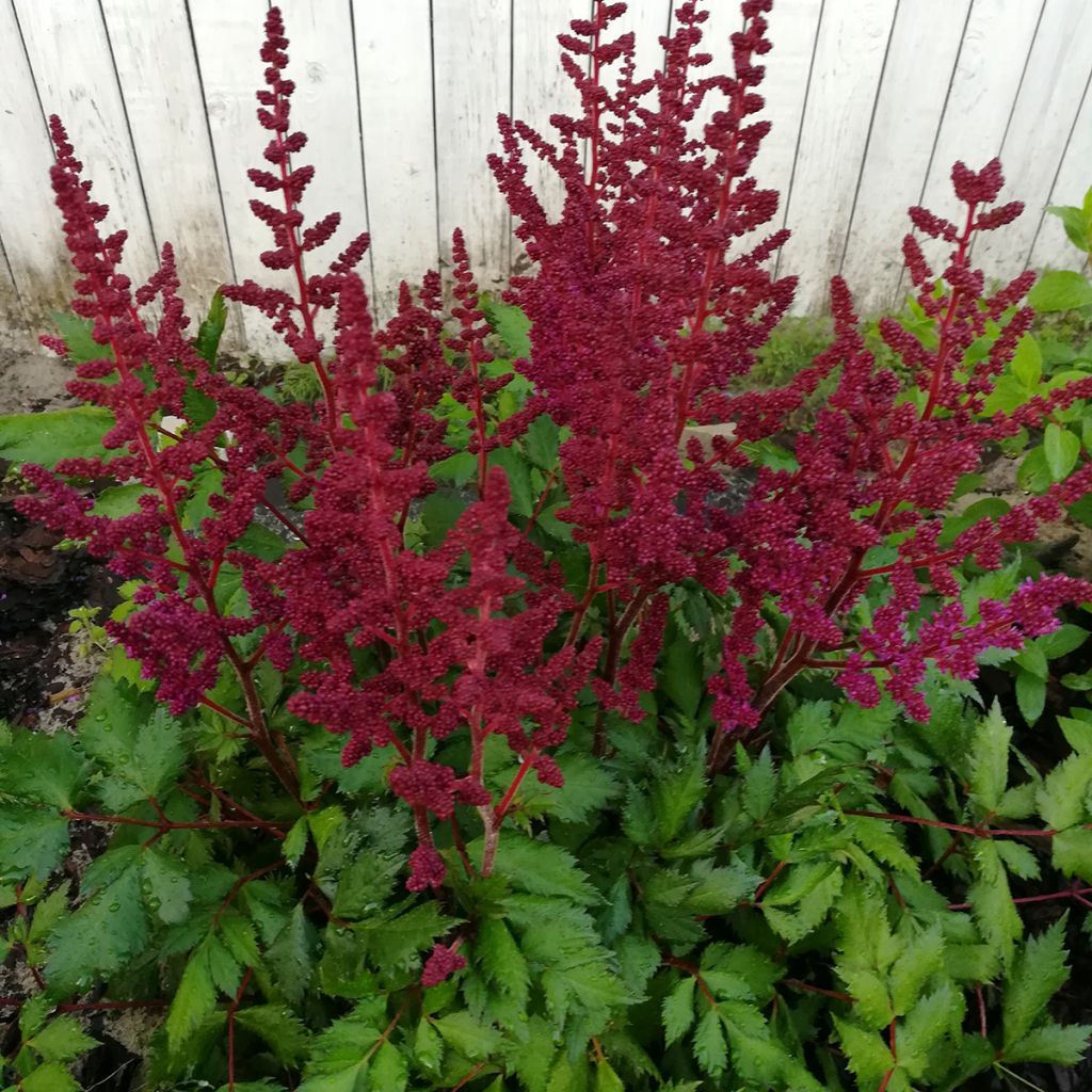 Astilbe Vision in Red - Pluimspirea