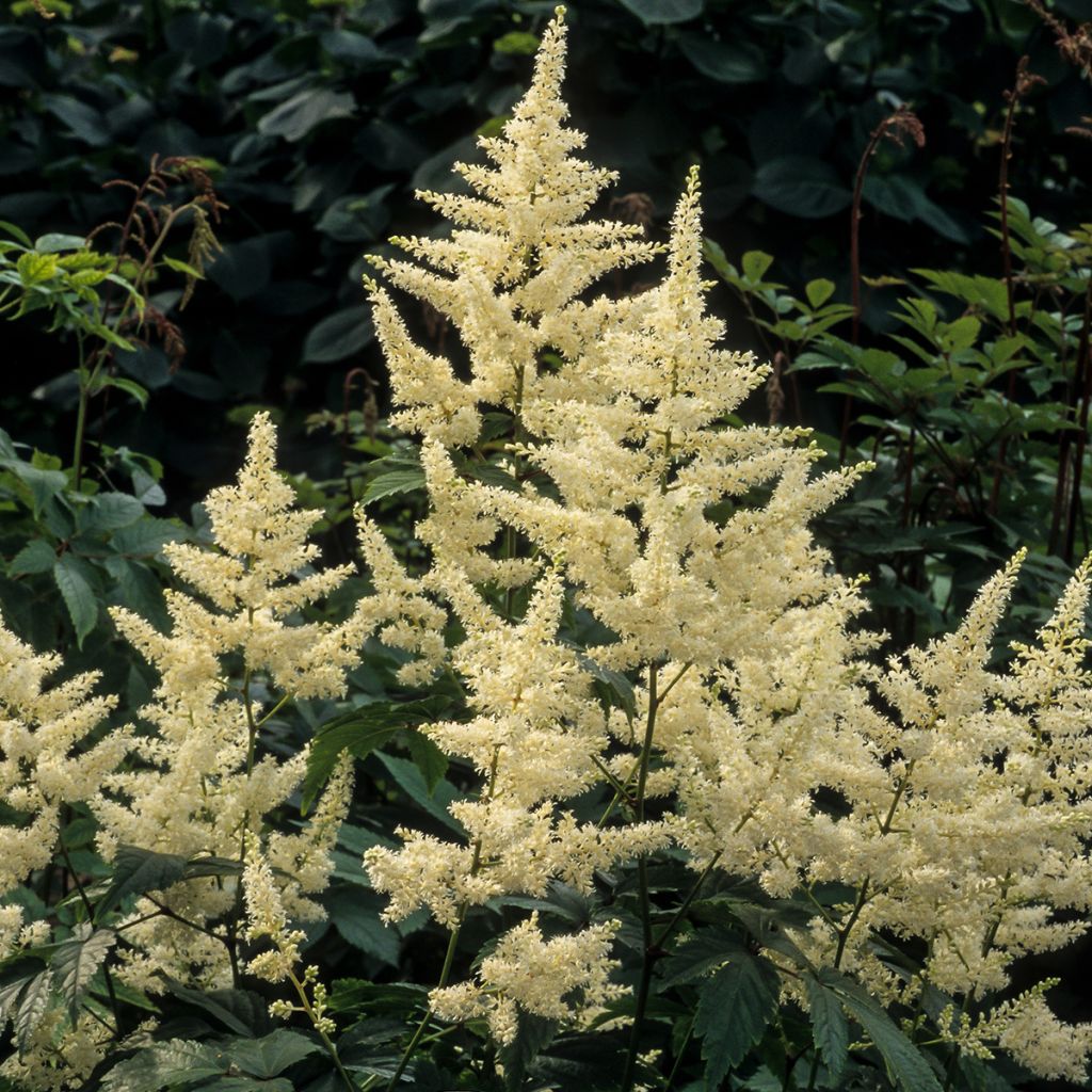 Astilbe Washington - Pluimspirea