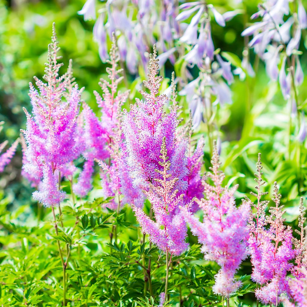 Astilbe arendsii Amethyst - Pluimspirea