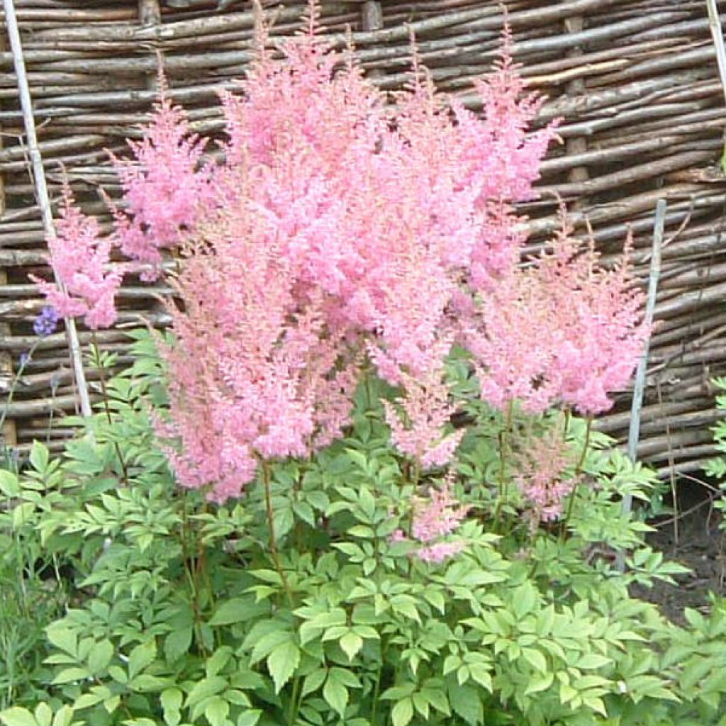 Astilbe arendsii Anita Pfeiffer - Pluimspirea