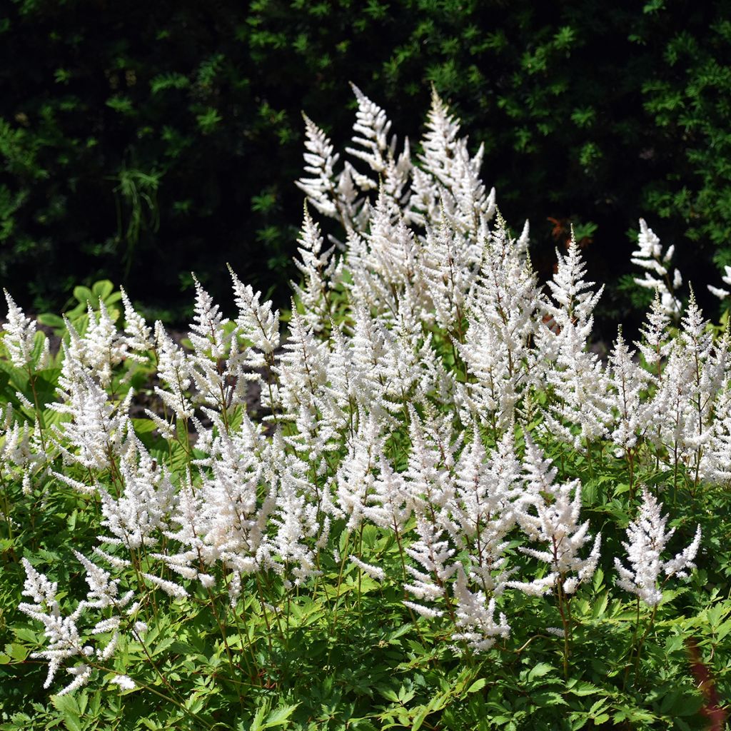 Astilbe arendsii Brautschleier - Pluimspirea
