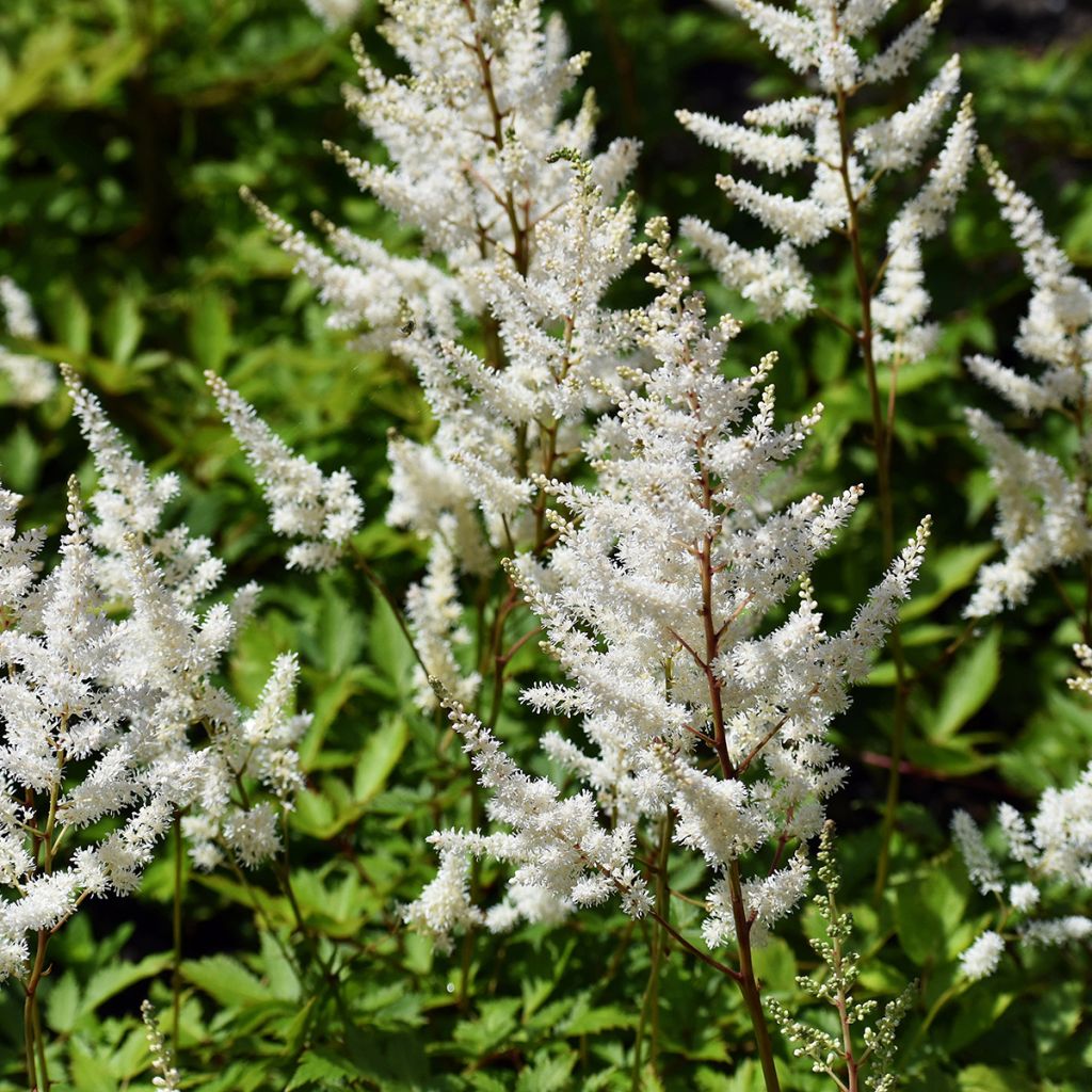 Astilbe arendsii Brautschleier - Pluimspirea