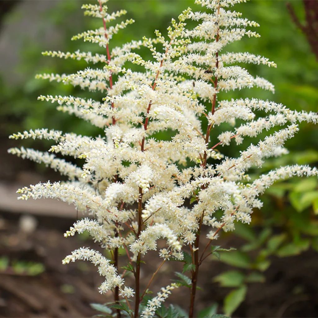 Astilbe arendsii Cappuccino - Pluimspirea