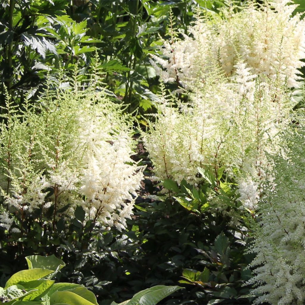 Astilbe arendsii Ellie - Pluimspirea