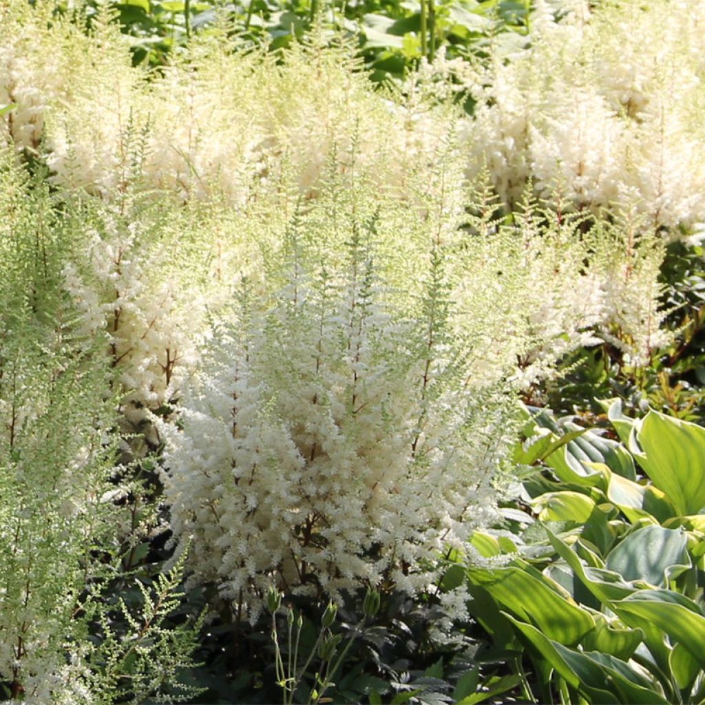 Astilbe arendsii Ellie - Pluimspirea