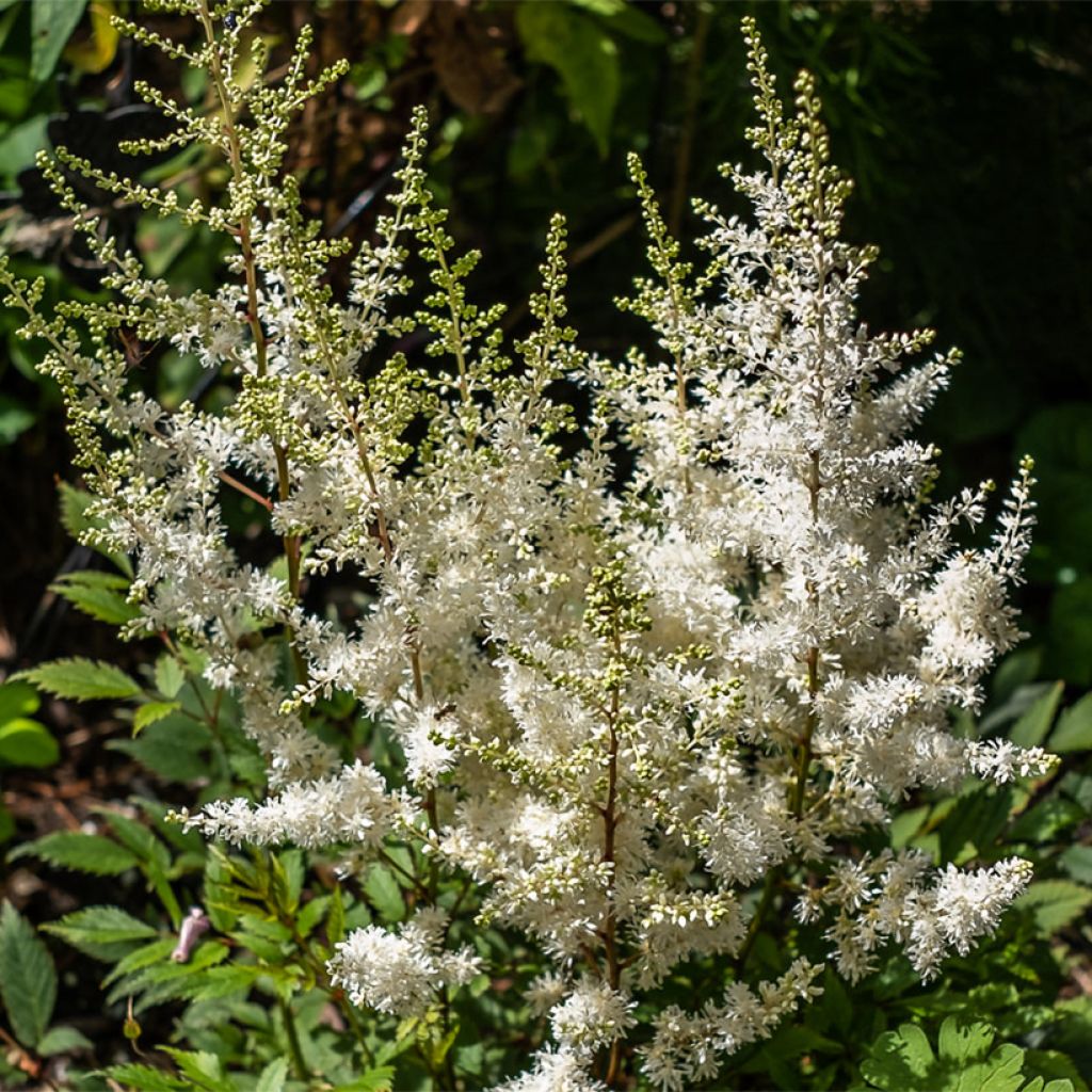 Astilbe arendsii Ellie - Pluimspirea