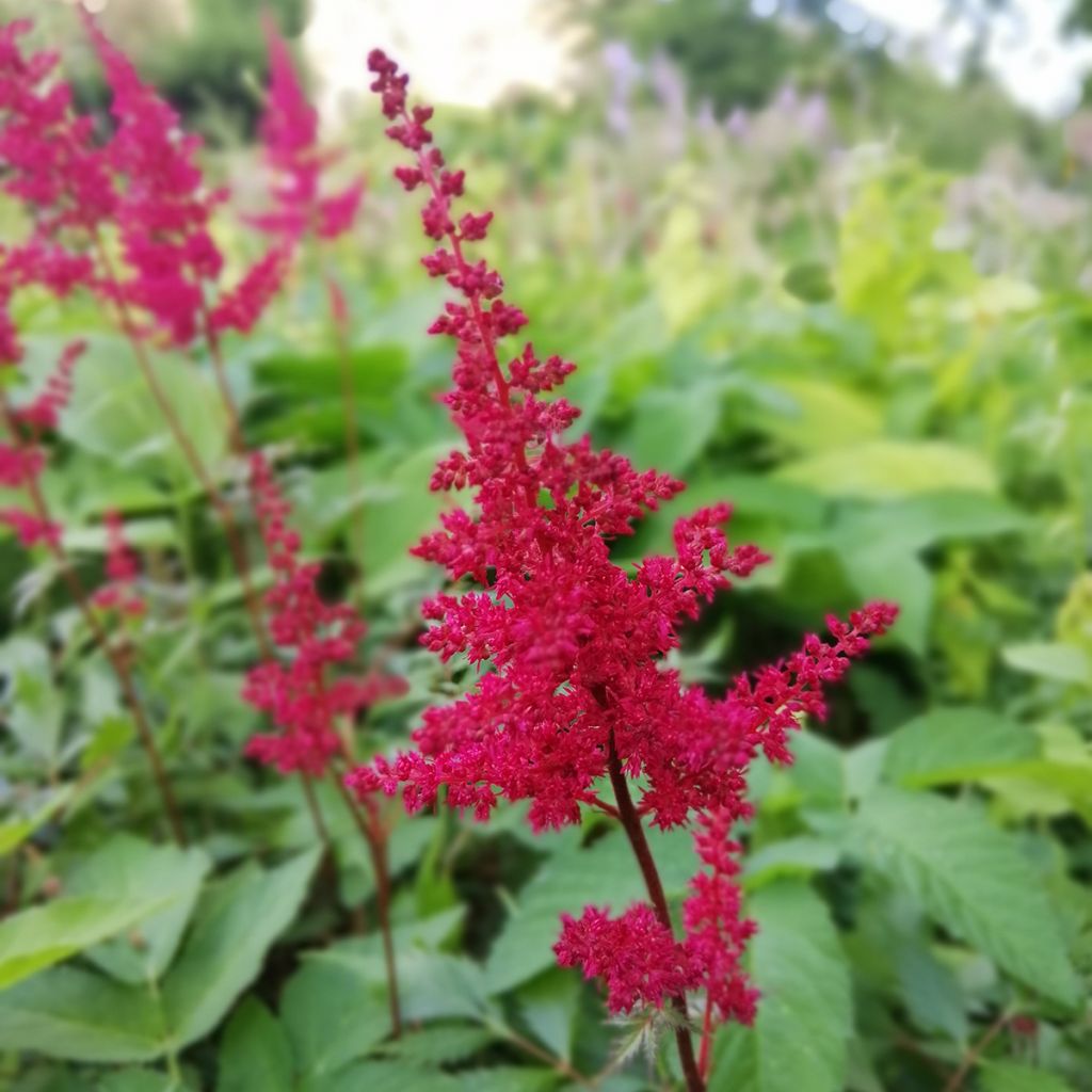 Astilbe arendsii Fanal - Pluimspirea