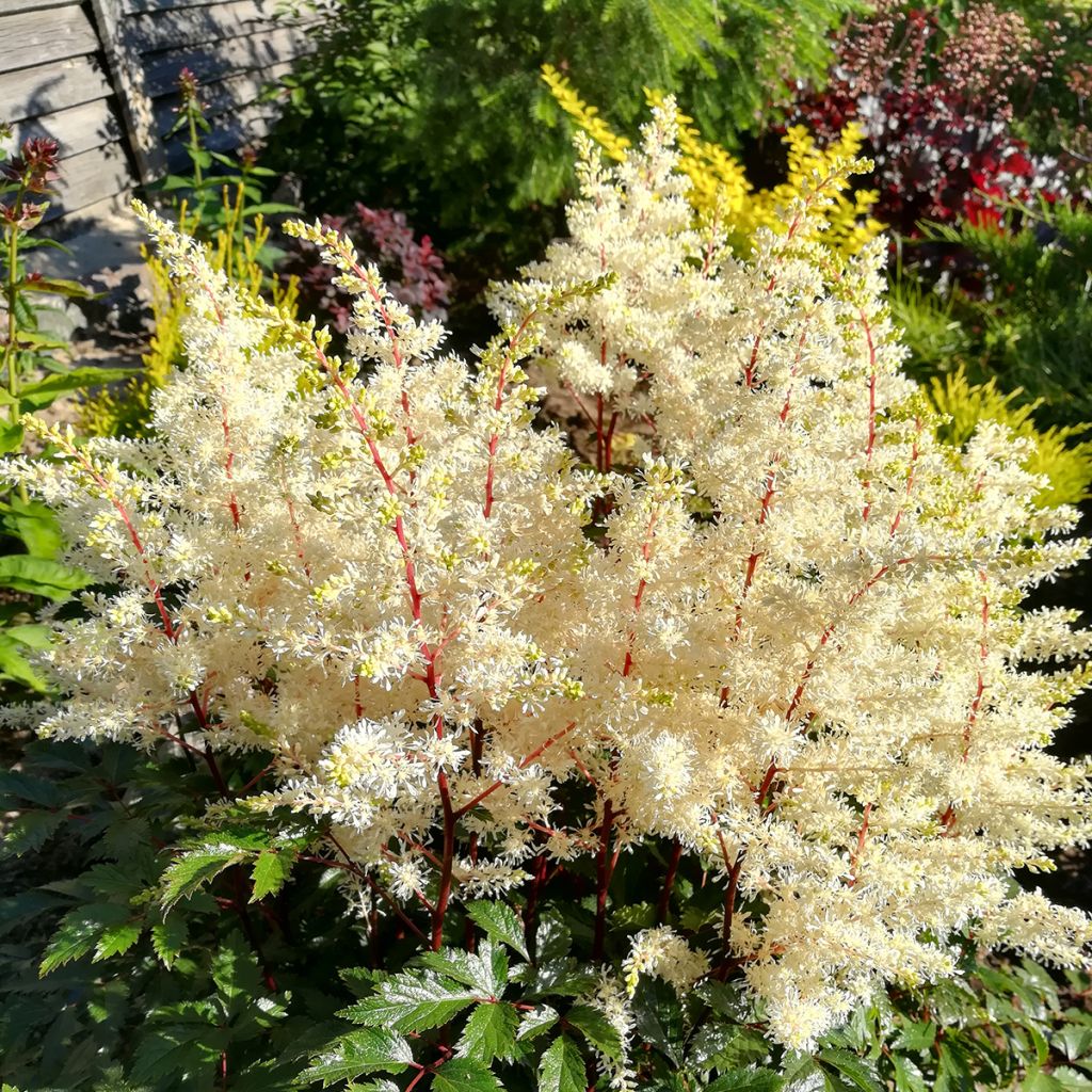 Astilbe arendsii Rock and Roll - Pluimspirea