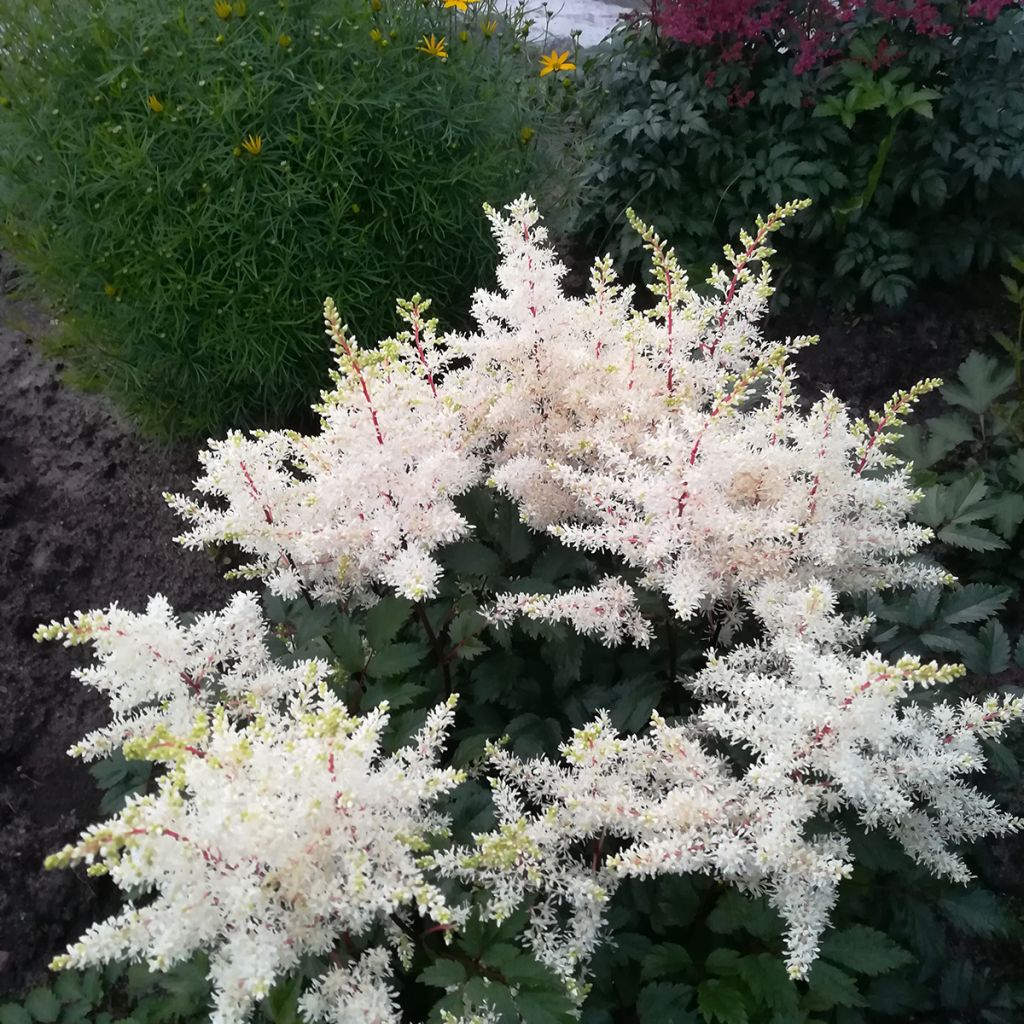 Astilbe arendsii Rock and Roll - Pluimspirea