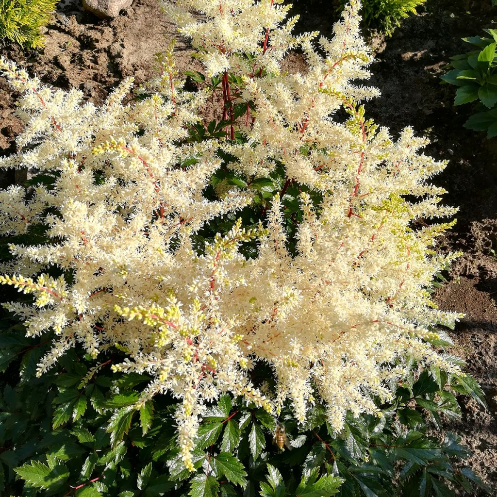 Astilbe arendsii Rock and Roll - Pluimspirea