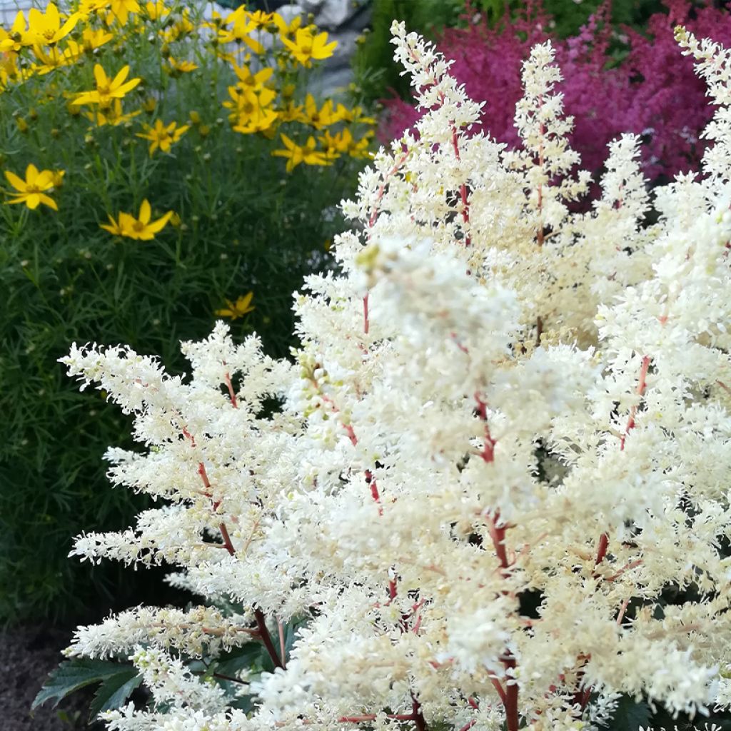 Astilbe arendsii Rock and Roll - Pluimspirea