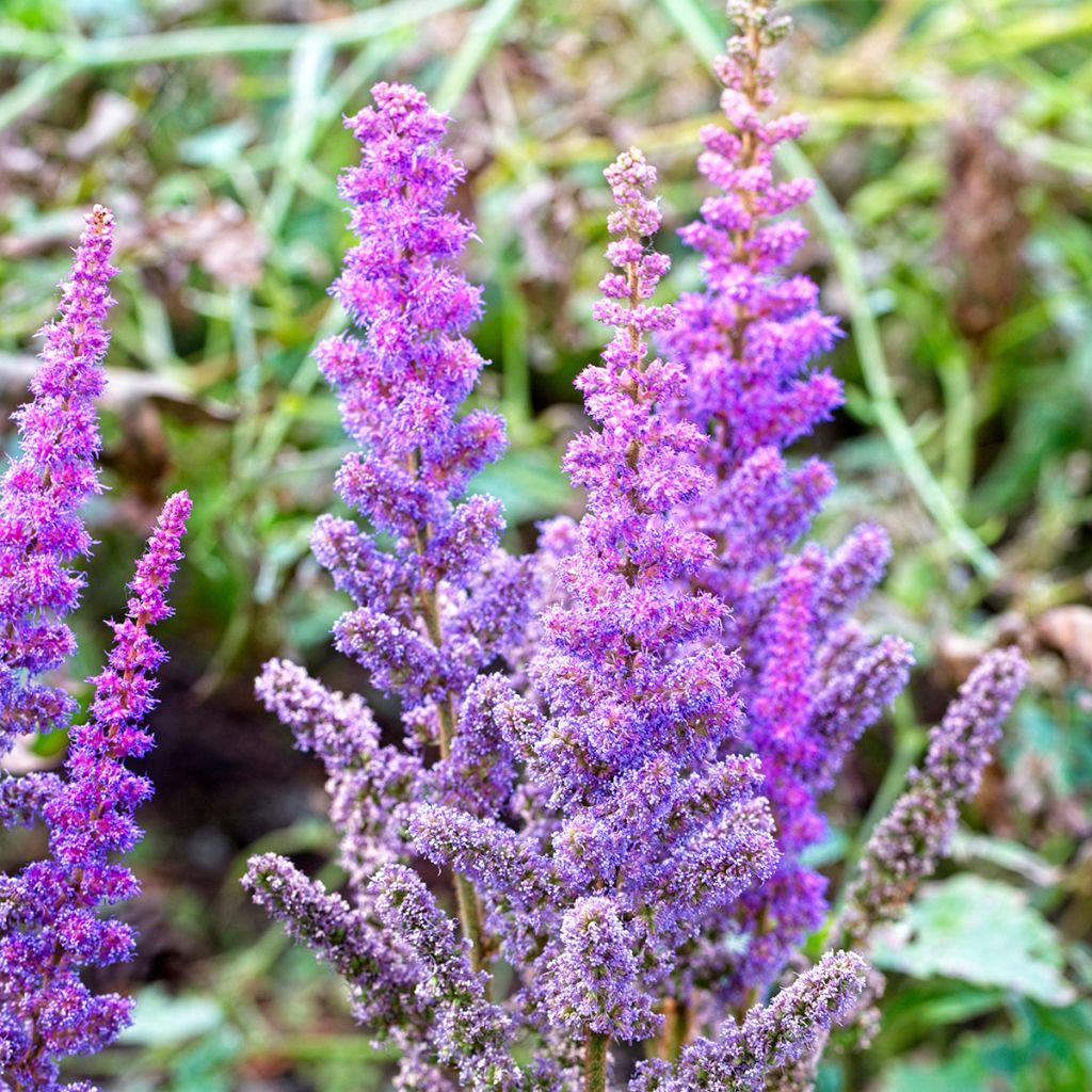 Astilbe chinensis Pumila - Pluimspirea