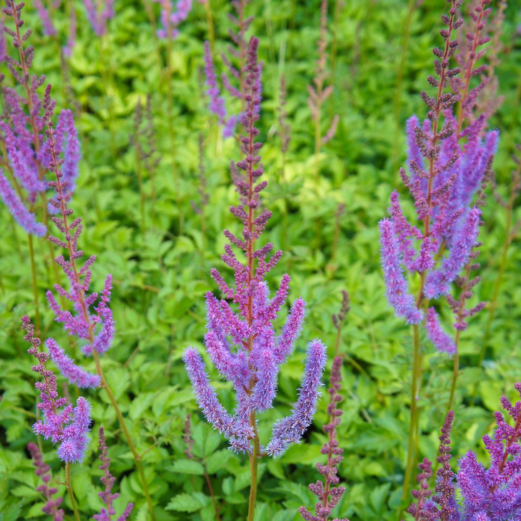 Astilbe chinensis Pumila - Pluimspirea