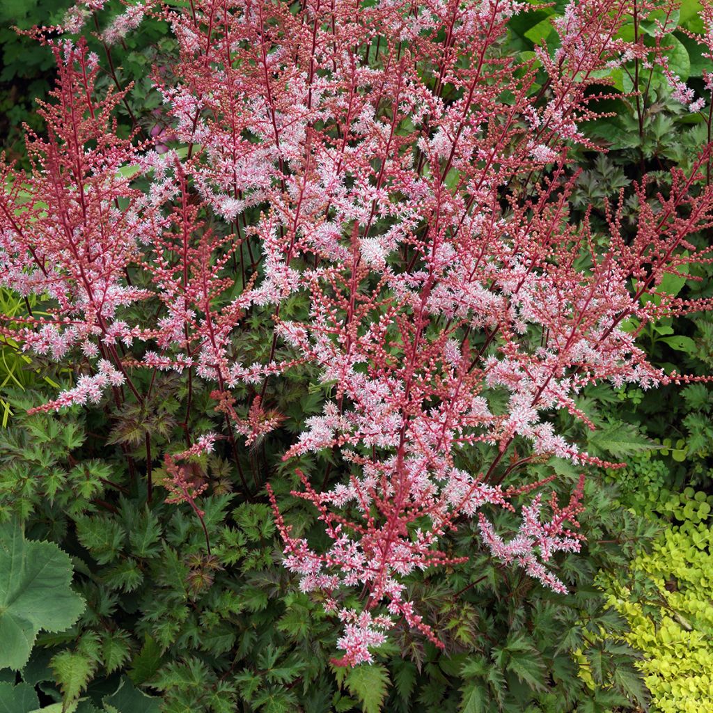 Astilbe japonica Delft Lace - Pluimspirea