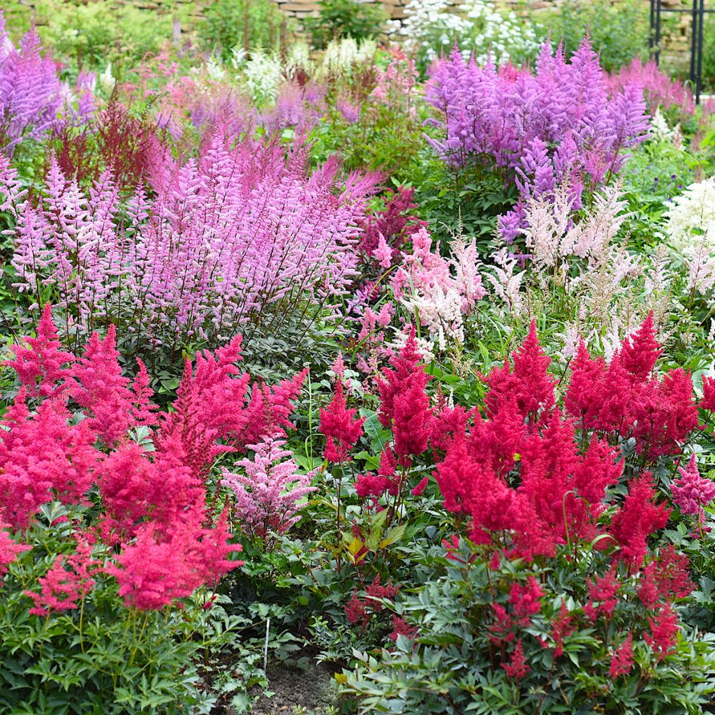 Astilbe japonica Montgomery - Pluimspirea