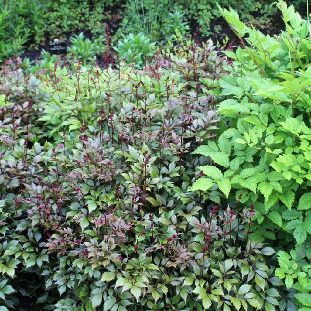 Astilbe japonica Montgomery - Pluimspirea