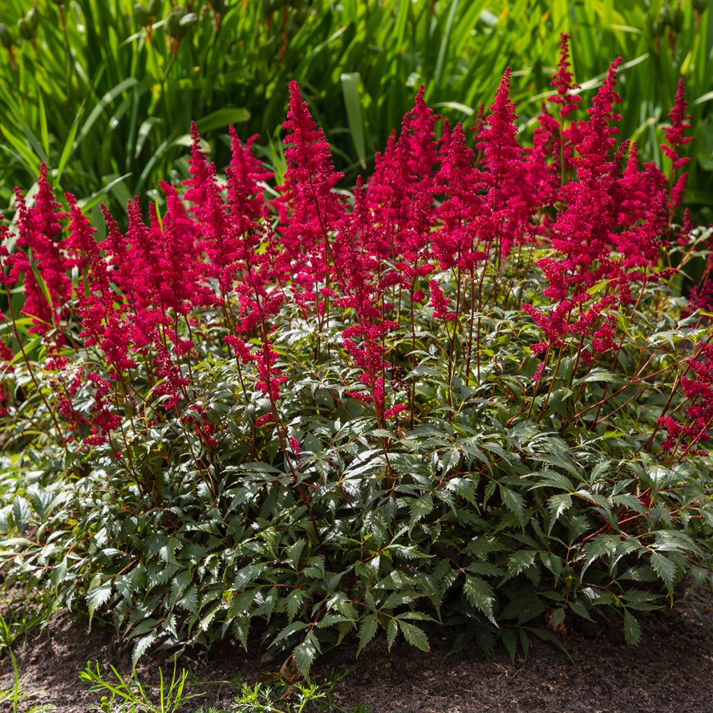 Astilbe japonica Red Sentinel - Pluimspirea