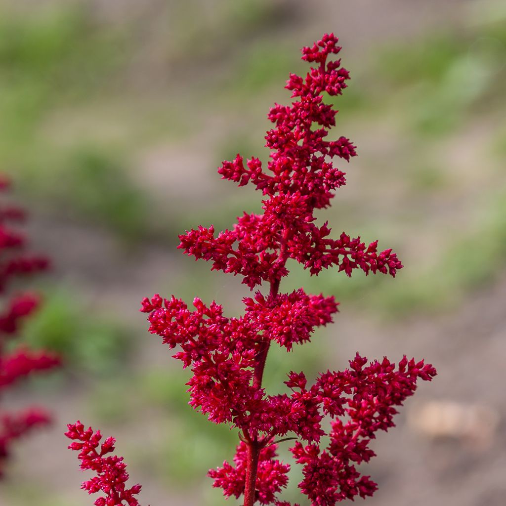 Astilbe japonica Red Sentinel - Pluimspirea