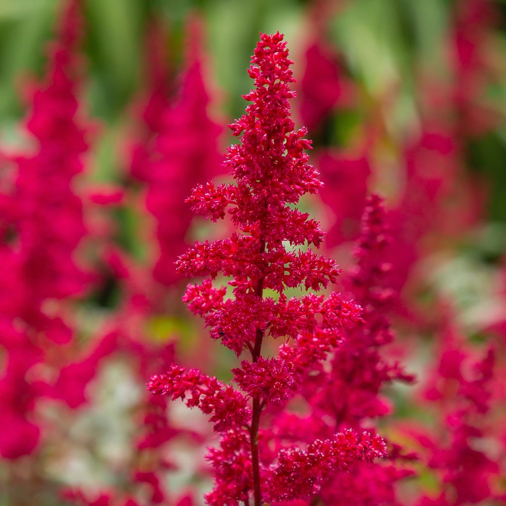 Astilbe japonica Red Sentinel - Pluimspirea