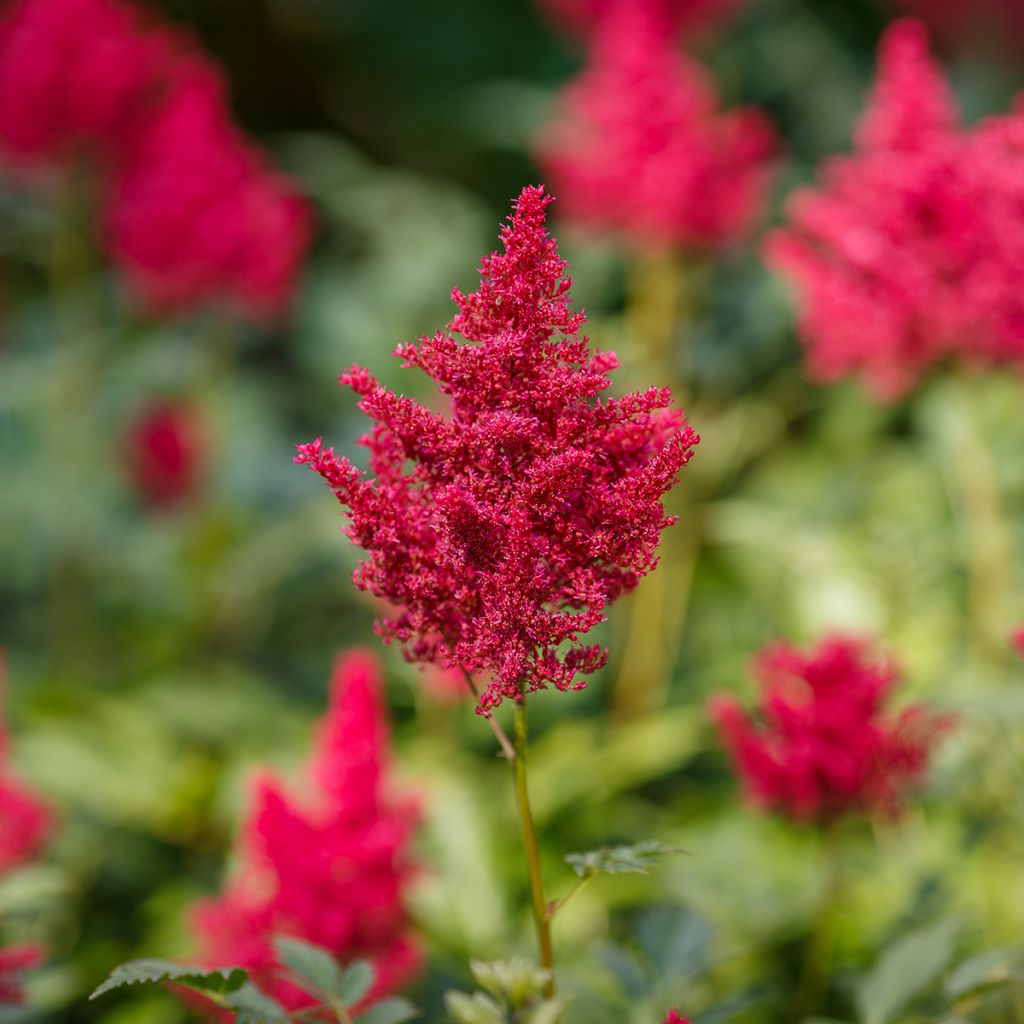 Astilbe japonica Red Sentinel - Pluimspirea