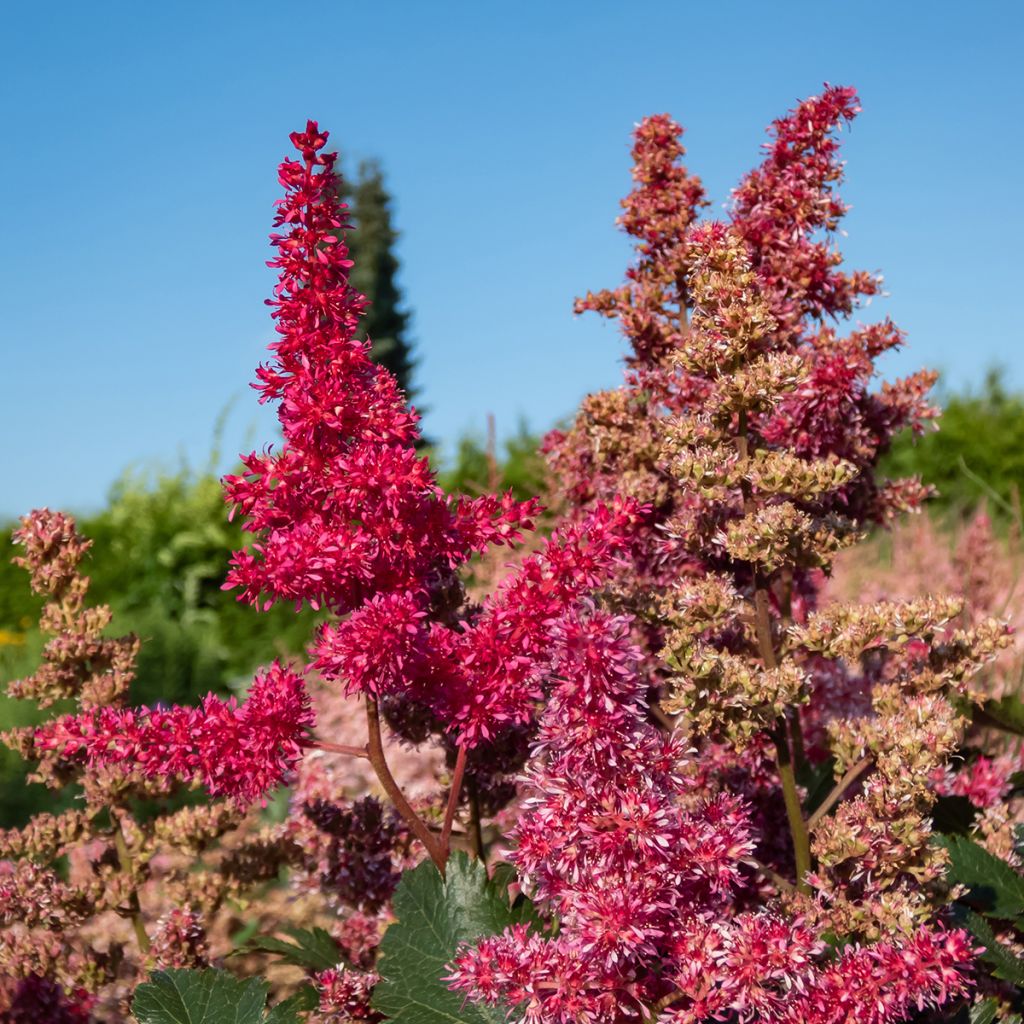 Astilbe japonica Vesuvius - Pluimspirea