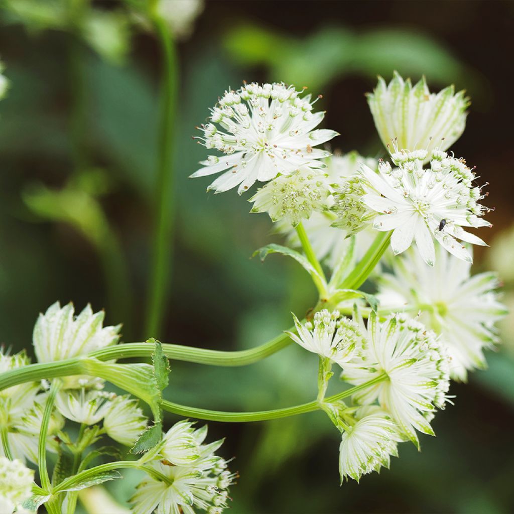 Astrantia major Alba - Zeeuws knoopje