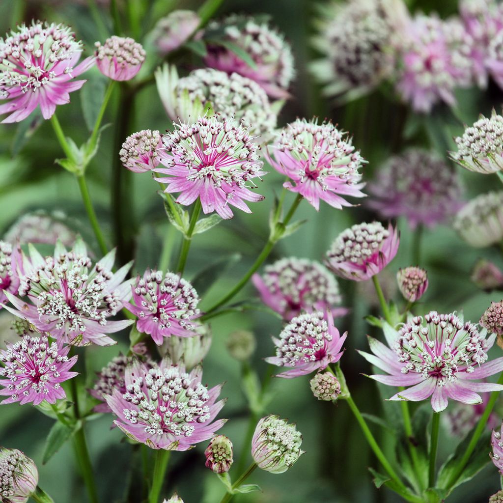 Astrantia major Buckland - Zeeuws knoopje