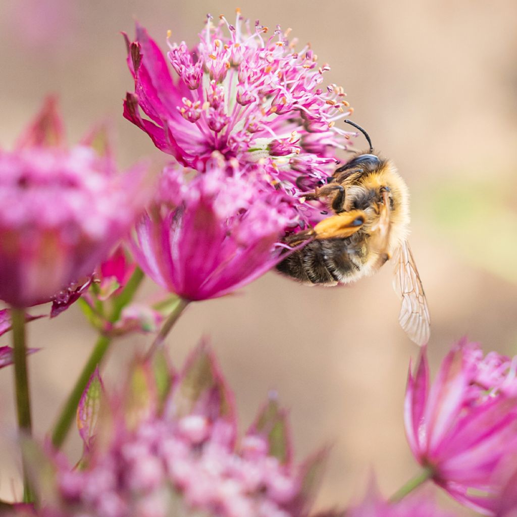 Astrantia major Claret - Zeeuws knoopje