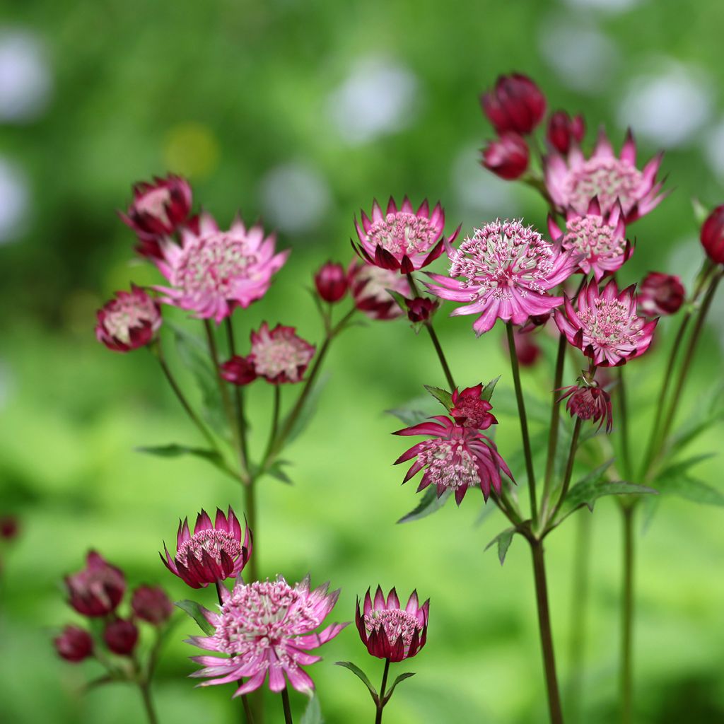 Astrantia major Claret - Zeeuws knoopje
