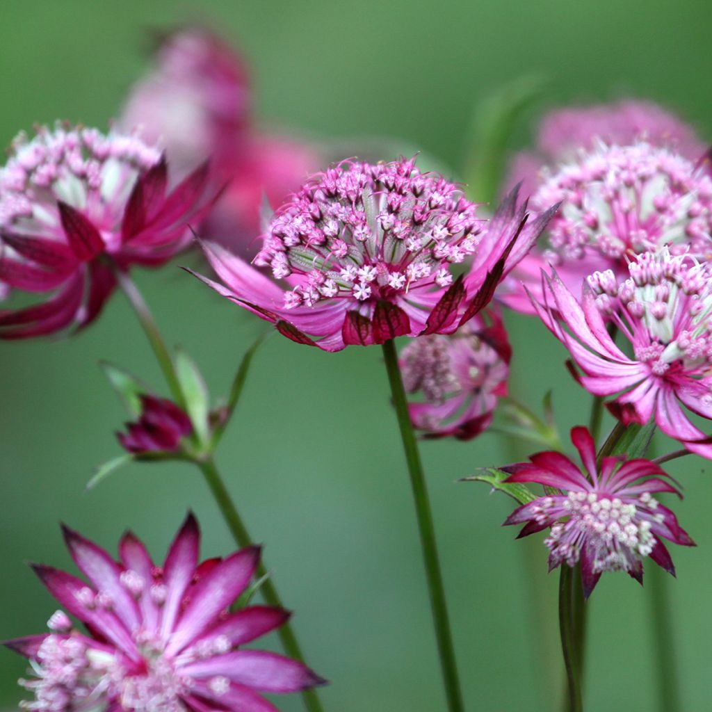 Astrantia major Claret - Zeeuws knoopje