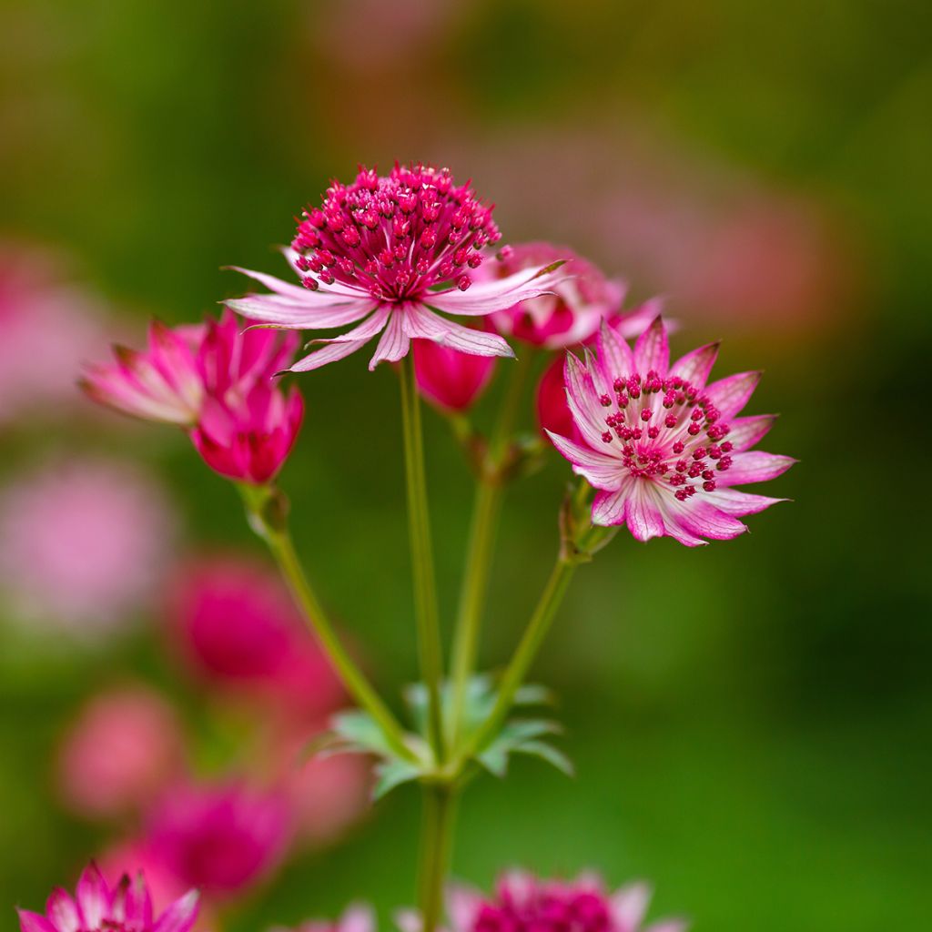 Astrantia major Lars - Zeeuws knoopje