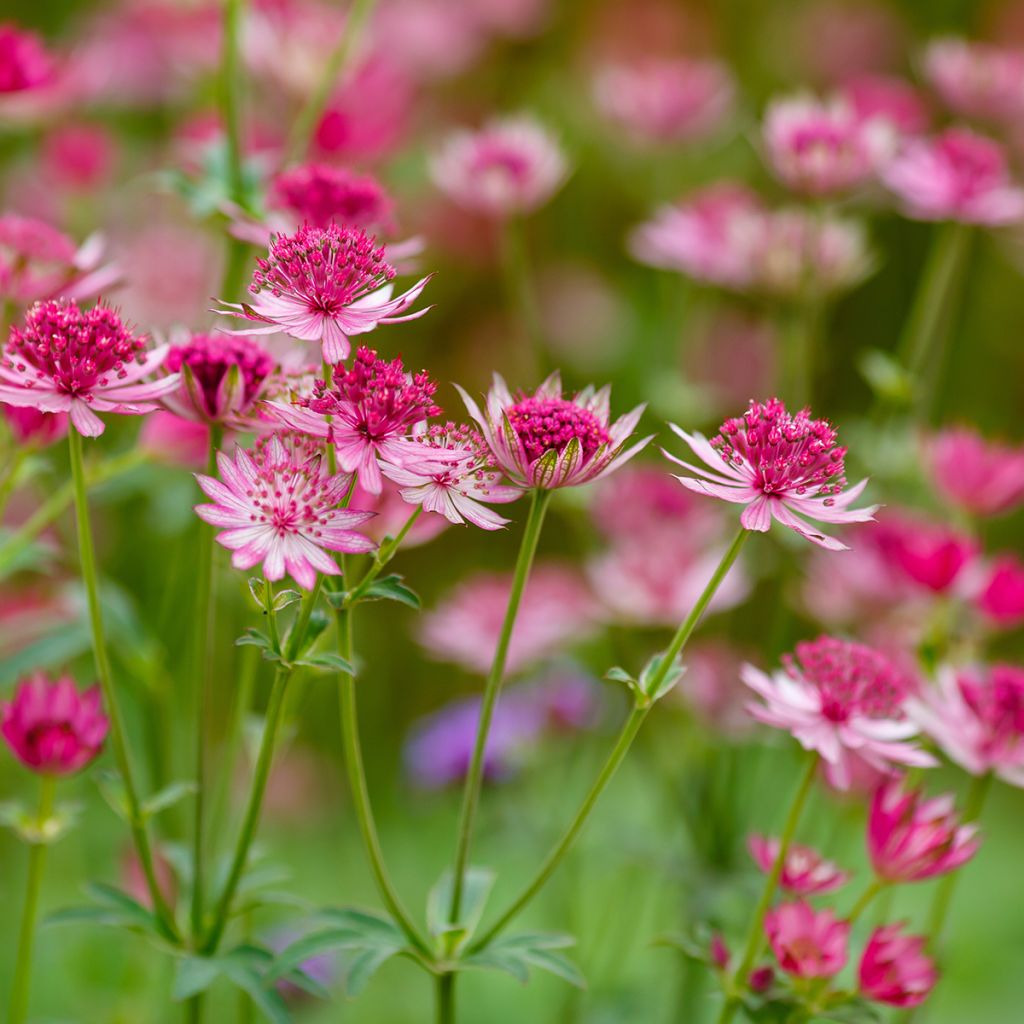 Astrantia major Lars - Zeeuws knoopje