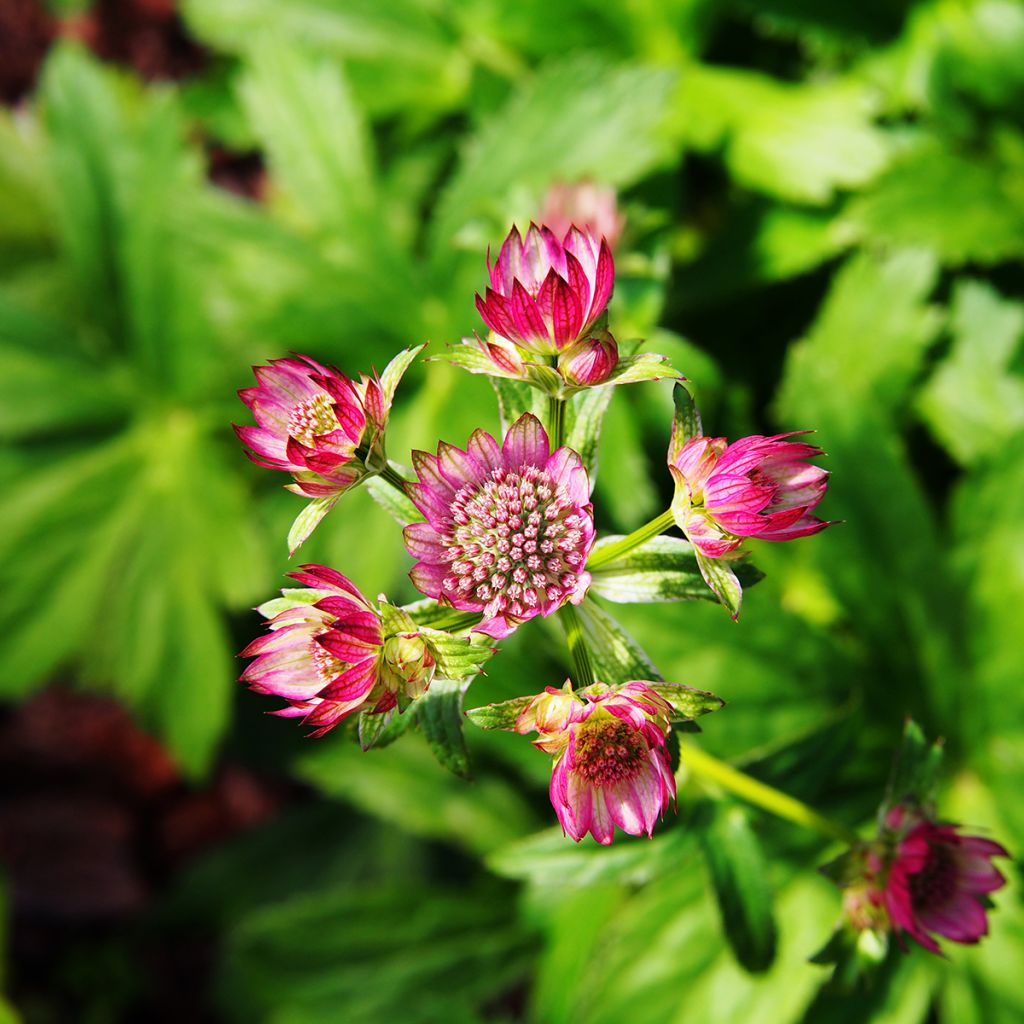 Astrantia major Lars - Zeeuws knoopje